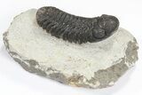 Lot: Assorted Devonian Trilobites - Pieces #80639-4